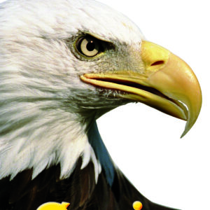 Stór rovdjór - Ørnin - Image 1